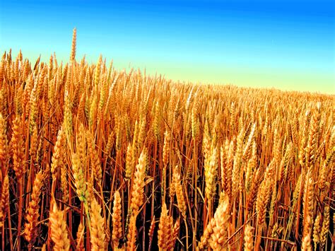 Immagine di un campo di grano, simbolo dell'estratto di Triticum Vulgare