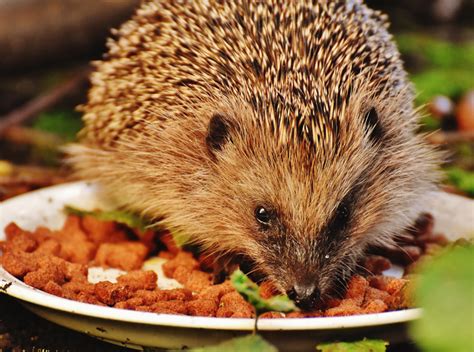 Un riccio africano domestico che mangia da una ciotola