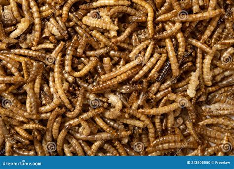 Una varietà di insetti e vermi, cibo tipico per ricci