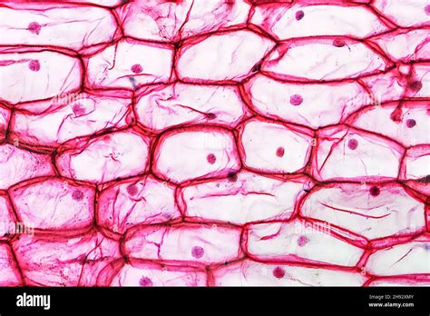 Microscopio con cellule in osservazione