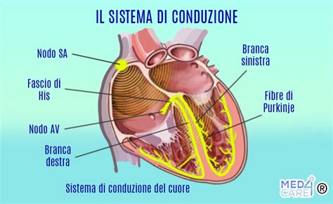 Diagramma del sistema di conduzione elettrica del cuore