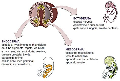 Illustrazione dei tre foglietti embrionali: ectoderma, mesoderma ed endoderma