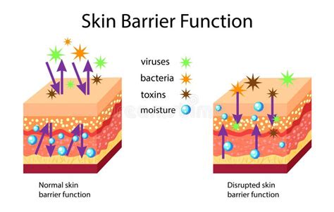Illustrazione della barriera cutanea con elementi protettivi