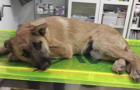 cucciolo di cane malato
