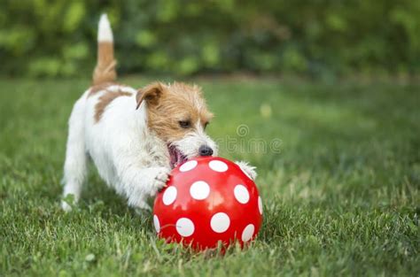 famiglia che gioca con un cucciolo di cane sano