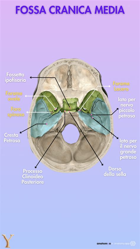 Anatomia della fossa cranica posteriore