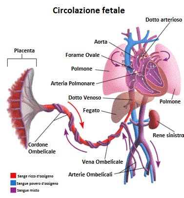 Schema del cordone ombelicale con vena e arterie