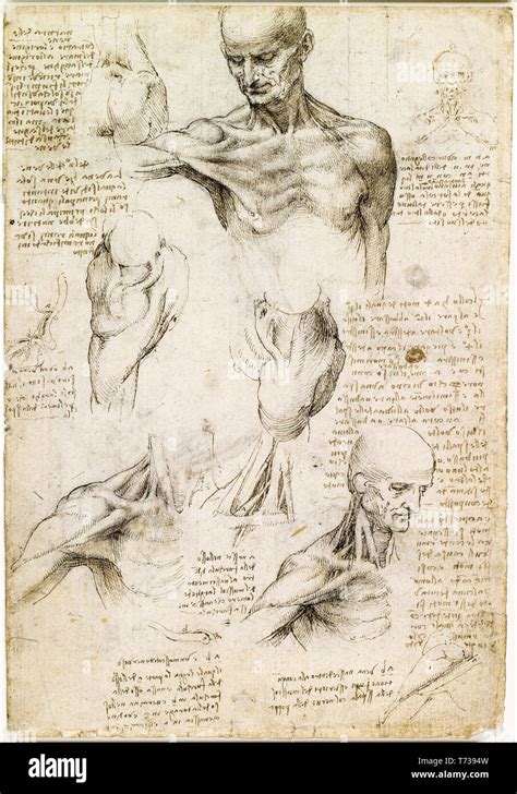Disegno anatomico di Leonardo da Vinci