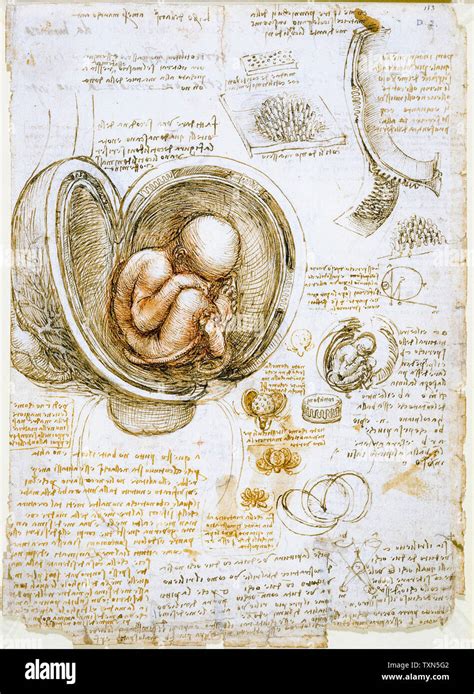 Disegno del feto nell'utero di Leonardo da Vinci