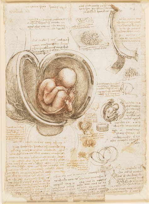 Disegno della placenta di Leonardo da Vinci (con cotiledoni)