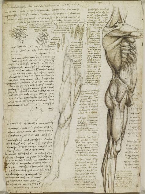 Tavola anatomica di Leonardo da Vinci