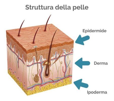 Struttura della pelle delle labbra