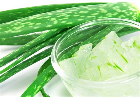 Foglia di aloe vera con gel