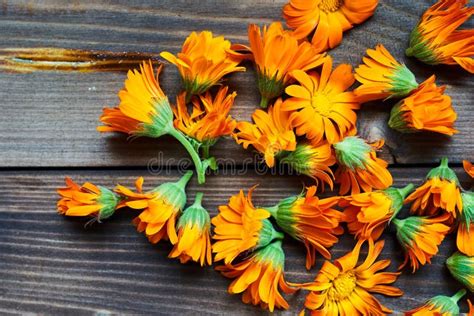 Fiori di calendula