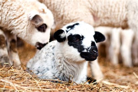 Agnello che mangia fieno