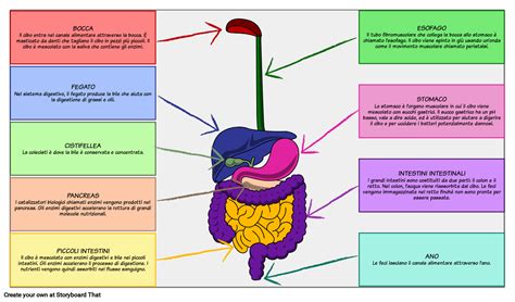Diagramma del sistema digestivo di un bambino
