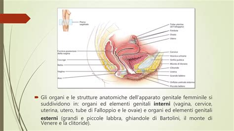 Diagramma che illustra la struttura dell'apparato genitale femminile