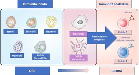 diagramma che illustra l'interazione tra cellule immunitarie materne e fetali