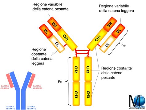 rappresentazione microscopica di anticorpi