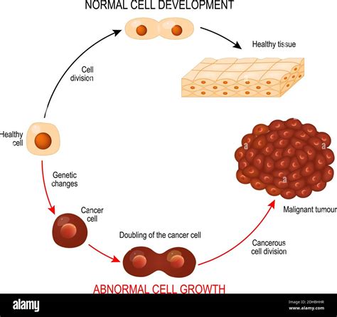 illustrazione che mostra lo scambio di cellule tra madre e feto