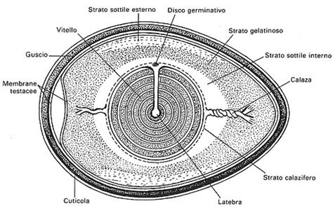 Struttura di un uovo amniotico