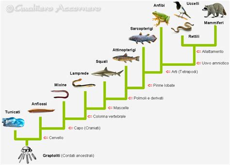 Albero filogenetico dei vertebrati con enfasi sui rettili