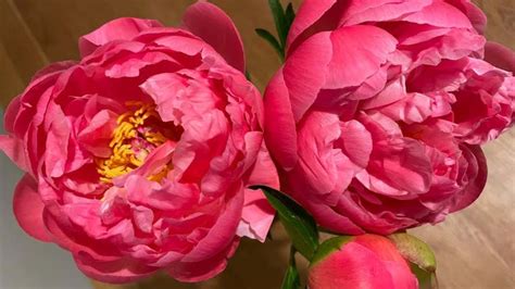Diagramma delle diverse tipologie di peonia