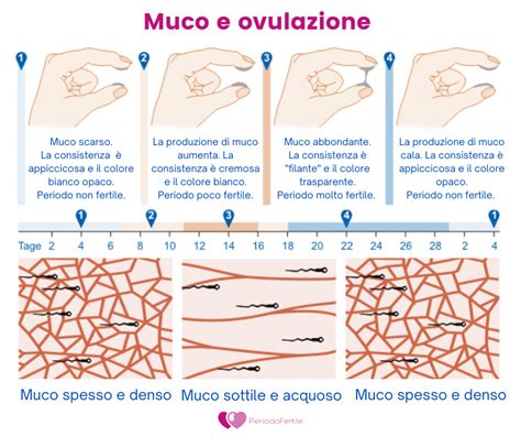 Illustrazione delle diverse consistenze del muco cervicale durante il ciclo