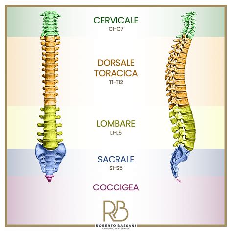 Schema anatomico della colonna vertebrale con vertebre cervicali, toraciche e lombari