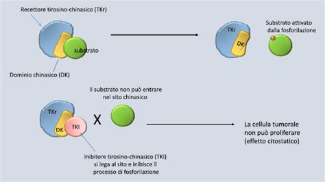 Schema del meccanismo d'azione degli inibitori dell'aromatasi