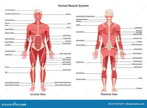 Schema dei muscoli rafforzati dal tummy time