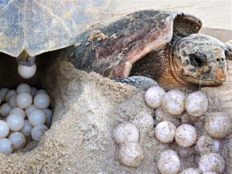 Tartaruga marina che depone le uova sulla spiaggia