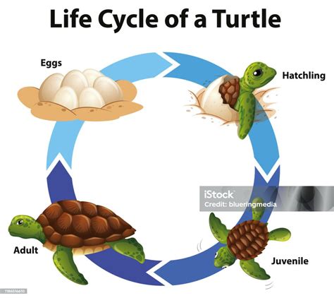 Diagramma del ciclo vitale di una tartaruga marina, con focus sulla fase pelagica