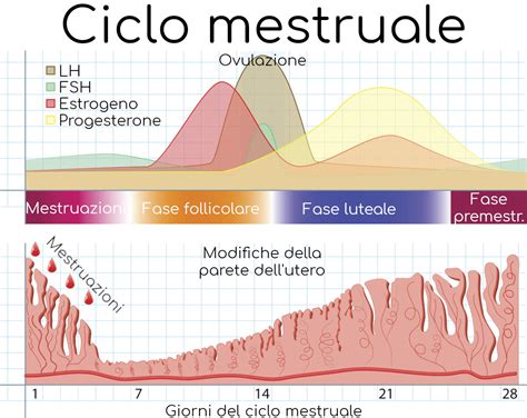 Schema del ciclo mestruale con evidenziata la fase ovulatoria
