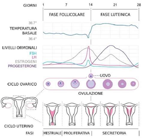 Diagramma che illustra le diverse consistenze del muco cervicale durante il ciclo