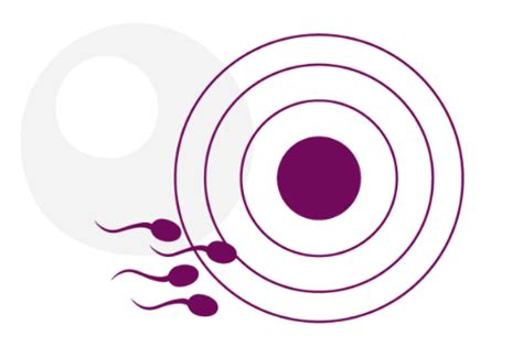 Illustrazione che mostra la finestra fertile, includendo i giorni di sopravvivenza degli spermatozoi