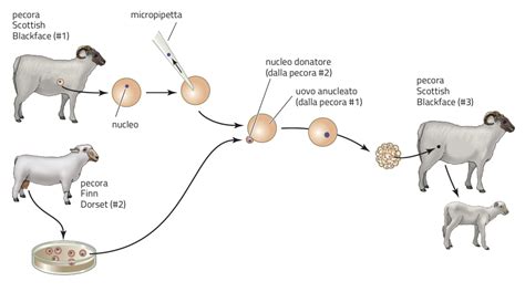 Schema del trasferimento nucleare di cellule somatiche (SCNT)