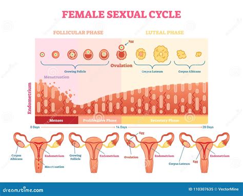 Diagramma del ciclo mestruale femminile con evidenziata la finestra fertile