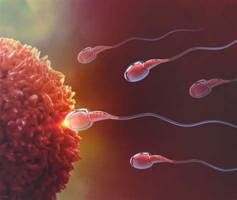 Schema che illustra la sopravvivenza degli spermatozoi e dell'ovulo