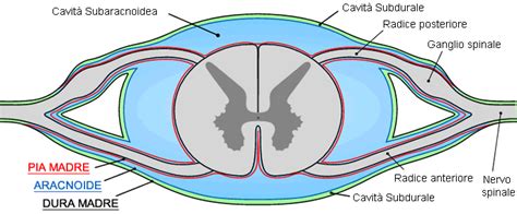 Diagramma della colonna vertebrale con evidenziazione dello spazio epidurale e subaracnoideo