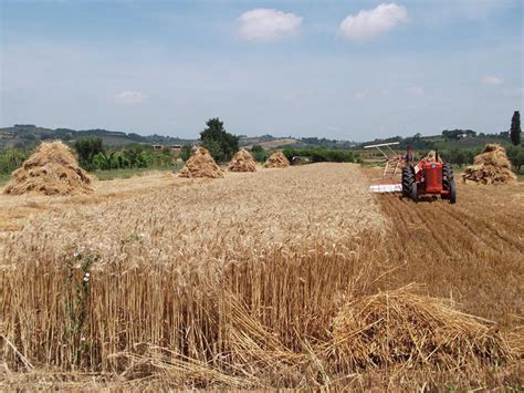 Mietitura del grano sotto il sole di luglio