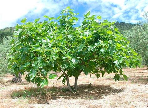 Albero di fico carico di frutti a settembre