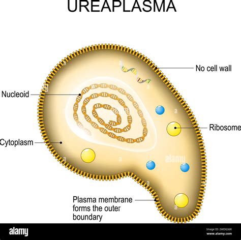Struttura molecolare dell'Ureaplasma urealyticum