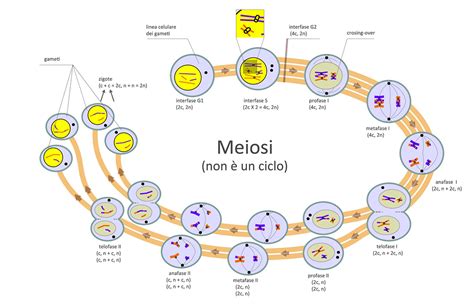 Schema della meiosi nell'ovogenesi
