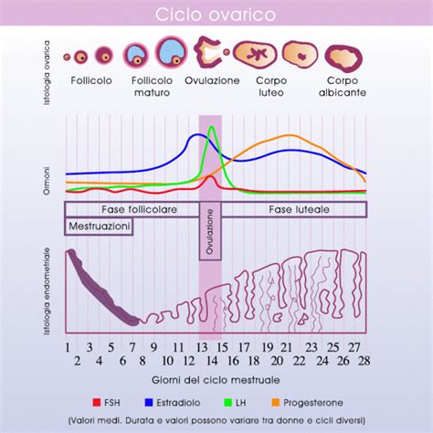Illustrazione della finestra fertile e del ciclo mestruale