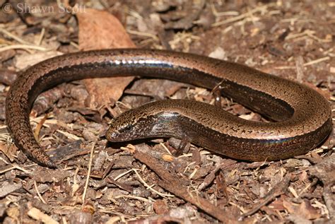 Scinco australiano Saiphos equalis