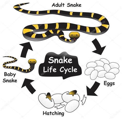 Ciclo vitale di un pitone