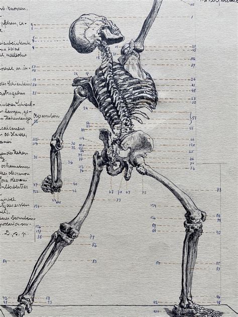disegno anatomico pannolino