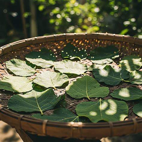 Foglie di Malva e Fico d'India