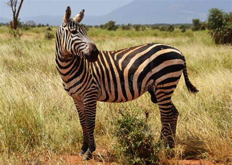 zebra che partorisce nella savana